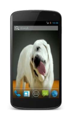 Play Labrador Licks Screen LWP 