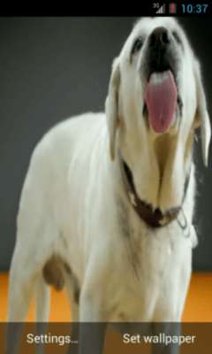 Play Labrador Licks Screen LWP 