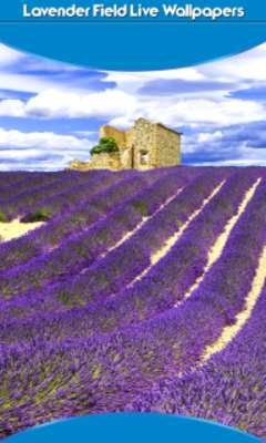 Play Lavender Field Live Wallpapers 