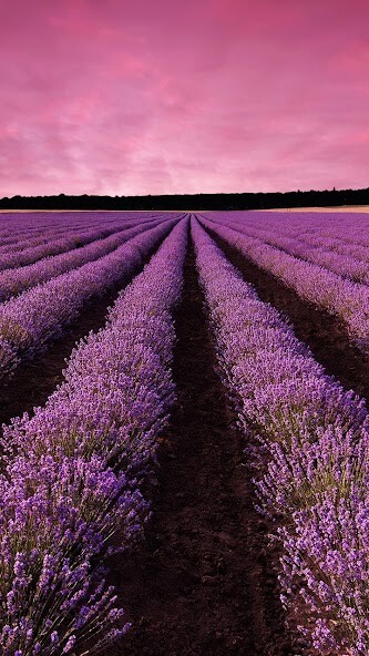 Play Lavender Live Wallpaper 