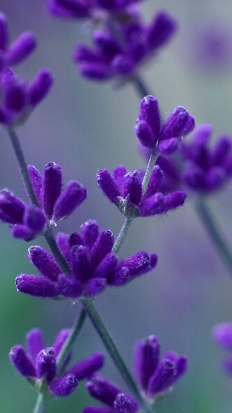 Play Lavender Live Wallpaper 
