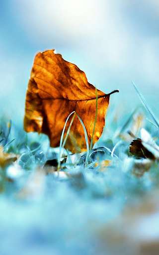 Play Leaf Live Wallpapers Play Leaf Live Wallpapers