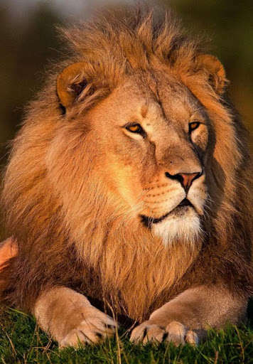 Play APK Lions HD Wallpaper  and enjoy Lions HD Wallpaper with UptoPlay com.hdwcar.lion150131