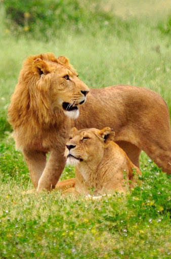 Play APK Lions HD Wallpaper  and enjoy Lions HD Wallpaper with UptoPlay com.hdwcar.lion150131