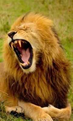 Play Lion Sounds Wild 