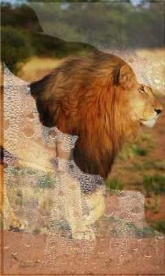 Play Lion Sounds Wild 