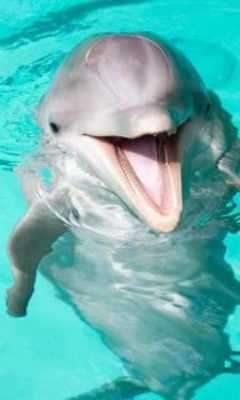Play live dolphin wallpaper 