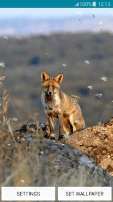 Play Live Wallpapers – Foxes 