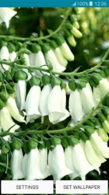 Play Live Wallpapers – Foxgloves 