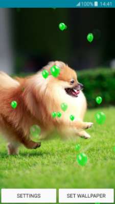 Play Live Wallpapers – Pomeranians 