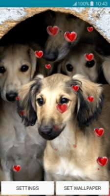 Play Live Wallpapers – Puppies 