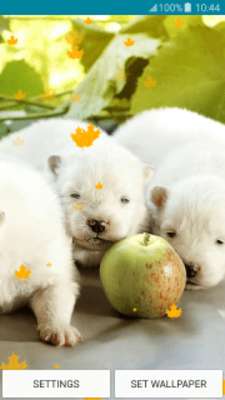 Play Live Wallpapers – Puppies 
