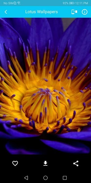 Play Lotus Flower Wallpapers 
