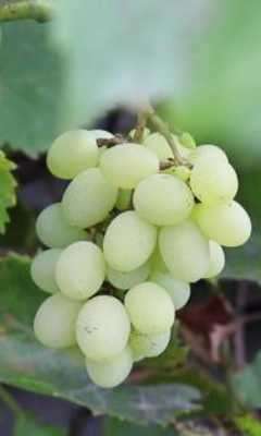 Play Lovely bunch of grapes 