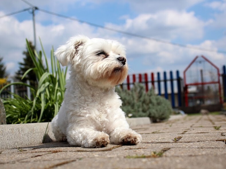 Play APK Maltese Dogs Wallpapers  and enjoy Maltese Dogs Wallpapers with UptoPlay com.altothem.MalteseDogsWallpapers