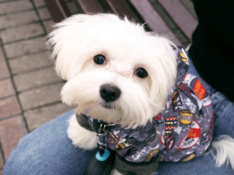 Play APK Maltese Dogs Wallpapers  and enjoy Maltese Dogs Wallpapers with UptoPlay com.altothem.MalteseDogsWallpapers