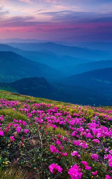 Play Mountain Flower Live Wallpaper 