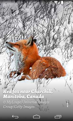 Play APK Muzei Bing Addon  and enjoy Muzei Bing Addon with UptoPlay net.nurik.roman.muzei ) to be installed in order to function.</p></div><br><br><br><a title= 