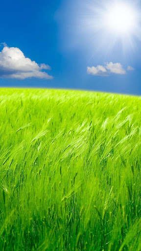 Play Nature Bliss Live Wallpaper 
