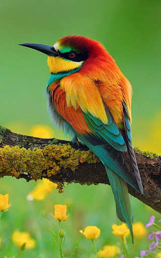 Play Nature wallpaper hd app offline 