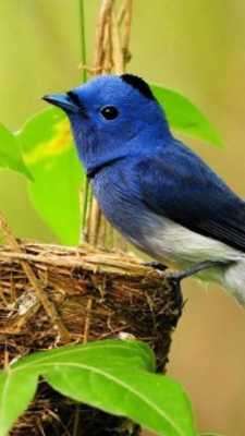 Play Note 5 Wallpapers 