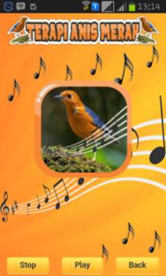 Play Orange-Headed Thrush Therapy 