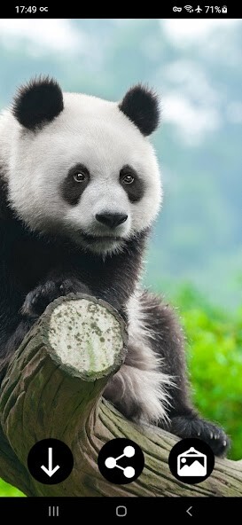 Play APK Panda Wallpapers  and enjoy Panda Wallpapers with UptoPlay com.Infinity.panda