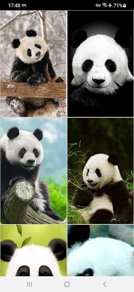 Play APK Panda Wallpapers  and enjoy Panda Wallpapers with UptoPlay com.Infinity.panda