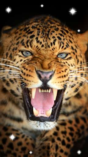 Play APK Panther, live wallpaper.  and enjoy Panther, live wallpaper. with UptoPlay com.cosmicmobile.lw.panther_wallpaper