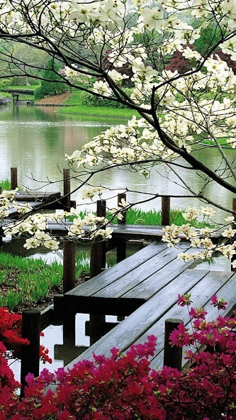 Play Park Live Wallpaper 