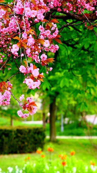 Play Park Live Wallpaper 