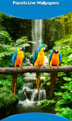 Play Parrots Live Wallpapers 