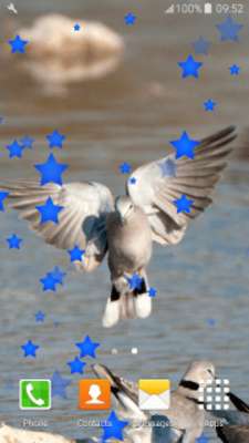 Play Peaceful Doves Live Wallpapers 