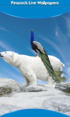 Play Peacock Live Wallpapers 