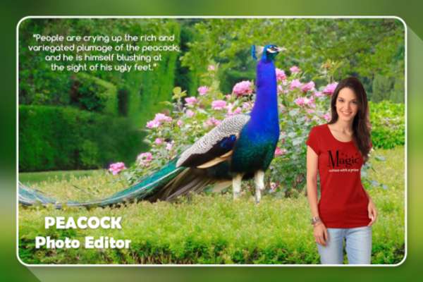 Play Peacock Photo Editor - Peacock Feather Editor 