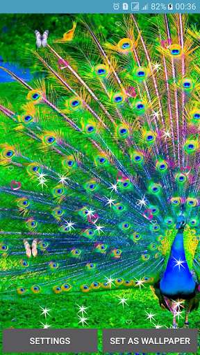 Play Peacocks Live Wallpapers 