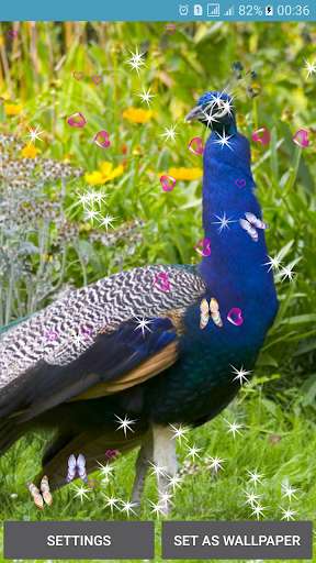 Play Peacocks Live Wallpapers 