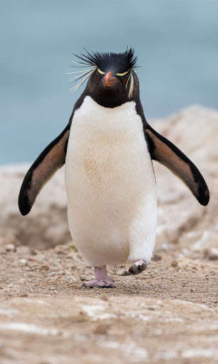 Play Penguin HD Wallpapers 
