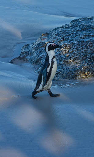 Play Penguin HD Wallpapers 