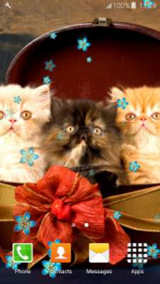 Play Persian Cats Live Wallpapers 