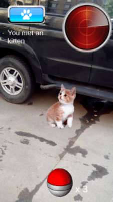 Play Pocket Kitten GO 