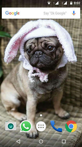 Play APK Pug Dog HD Wallpaper  and enjoy Pug Dog HD Wallpaper with UptoPlay com.myapps.PugHDWallpapersG