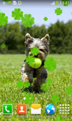 Play Puppies Live Wallpapers Play Puppies Live Wallpapers