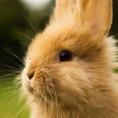Play RABBIT Wallpapers v1 Play RABBIT Wallpapers v1