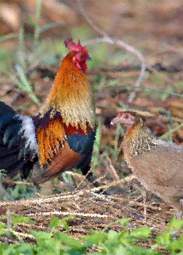 Play APK Red junglefowl Sounds ~ Sboard.pro  and enjoy Red junglefowl Sounds ~ Sboard.pro with UptoPlay pro.sboard.ringtone.Redjunglefowl