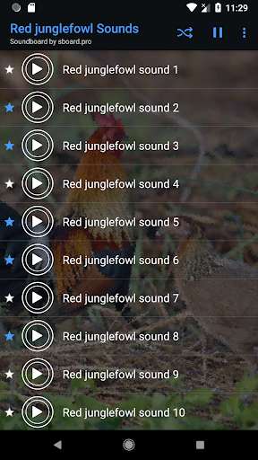 Play APK Red junglefowl Sounds ~ Sboard.pro  and enjoy Red junglefowl Sounds ~ Sboard.pro with UptoPlay pro.sboard.ringtone.Redjunglefowl