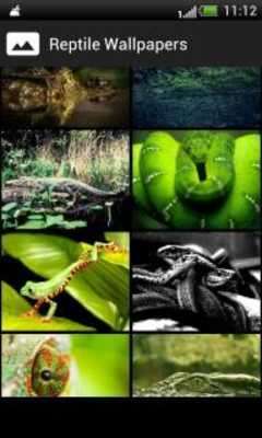 Play Reptiles HD Wallpapers Play Reptiles HD Wallpapers