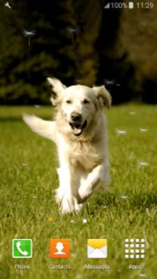 Play Retriever Live Wallpapers Play Retriever Live Wallpapers