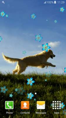 Play Retriever Live Wallpapers Play Retriever Live Wallpapers