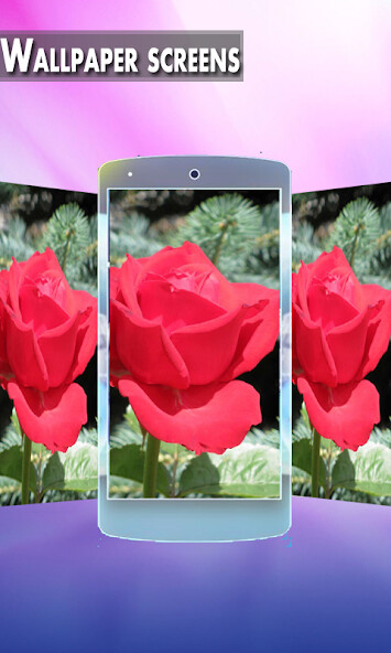Play Rose Flower HD Wallpapers 